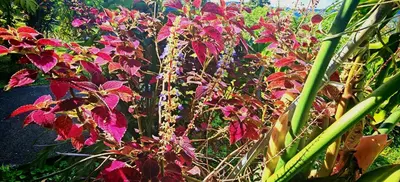 a group of plants with purple and red flowers at Casa Arthémis - Rainforest Lodge in Guápiles