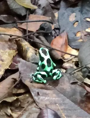 a frog sitting on top of a pile of leaves at Casa Arthémis - Rainforest Lodge in Guápiles