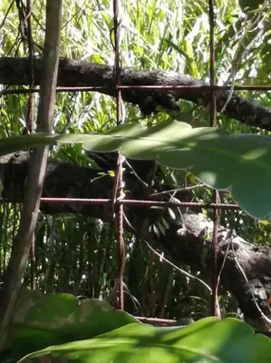 a bunch of green leaves in a tree at Rainforest Cabin in Escazu in Escazu