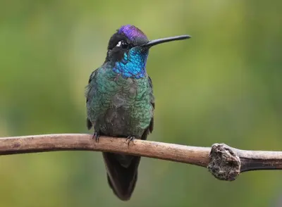 a humming bird sitting on a branch at Cabaña Tangara in San Gerardo de Dota