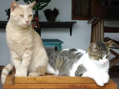two cats sitting on top of a wooden chair at Quinta Don Fernando in La Garita