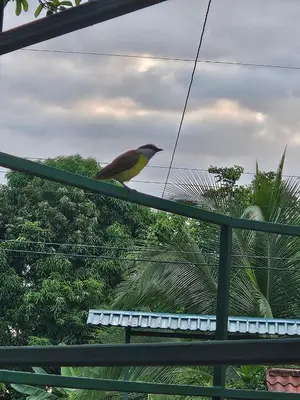 a bird sitting on top of a green rail at Betulio's Oasis in Fortuna