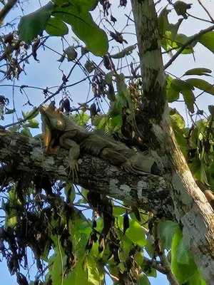 a lizard is sitting on a tree branch at Betulio's Oasis in Fortuna