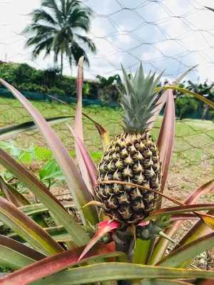 a pineapple on a plant in a garden at Hotel Colores del Arenal in Fortuna