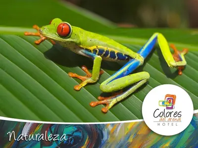 a green frog sitting on a green leaf at Hotel Colores del Arenal in Fortuna