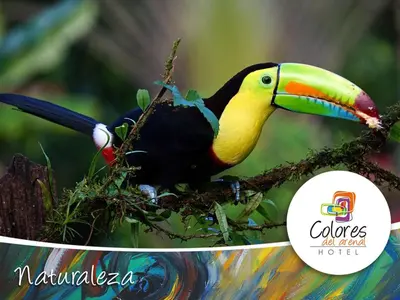 a toucan sitting on a tree branch with a sticker at Hotel Colores del Arenal in Fortuna