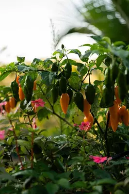 a bunch of flowers are growing on a plant at Finca Aquarius in Monteverde Costa Rica