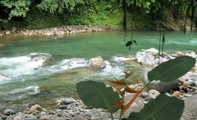 a river with green water and rocks and a plant at Cabaña Dream House in Pejibaye