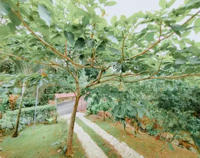 a tree in the middle of a garden at Cabaña Dream House in Pejibaye