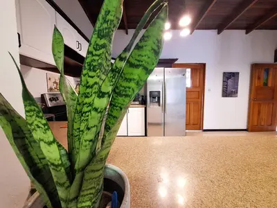 a green plant in a kitchen with a refrigerator at Jungla Urbana, BnB Adult Only in Pavas