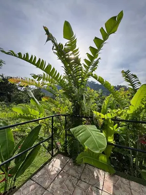 a banana tree with large green leaves next to a fence at Cabaña privada cerca de Manuel Antonio in Parrita