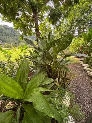 a garden with lush green plants and a tree at Cabaña privada cerca de Manuel Antonio in Parrita
