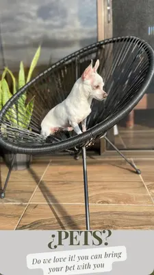a small dog sitting on top of a chair at Cabaña privada cerca de Manuel Antonio in Parrita
