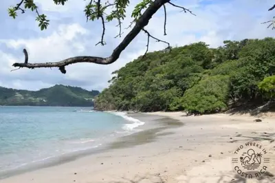 a beach with a tree hanging over the ocean at Casa Encanto Potrero, Flamingo in Liberia