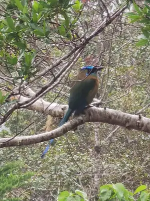 a bird perched on top of a tree branch at Casa Roble Cabaña romántica en la montaña de Costa Rica in San Cristóbal Sur