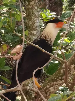 a large bird is sitting in a tree at Casa Roble Cabaña romántica en la montaña de Costa Rica in San Cristóbal Sur