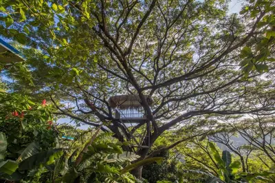 a tree with a birdhouse in the middle of it at Ocean and Jungle views! AC, Wi-Fi, kitchen in Manzanillo