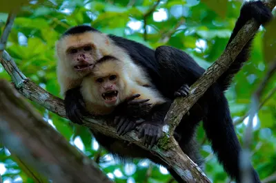 two monkeys are sitting on a tree branch at Fauna Lodge in Drake