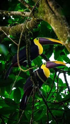 two birds are sitting on a tree branch at Fauna Lodge in Drake