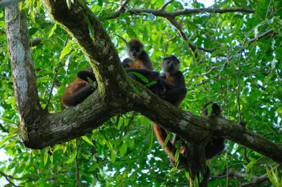 a group of monkeys sitting on a tree branch at Fauna Lodge in Drake