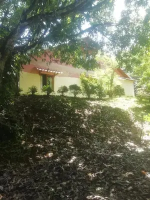 a house with a tree in front of it at Casa BAMBÚ, enjoy nature in San Juan de Mata