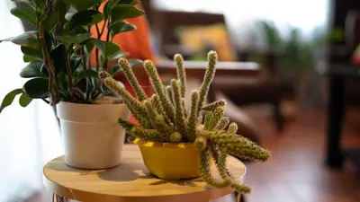 two potted plants are sitting on a table at The Toucan Nest - AC, Gated & Pool in Fortuna