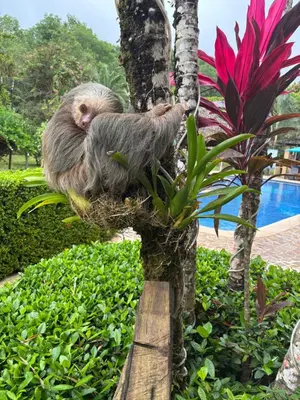 a sloth sleeping in a tree next to a pool at Villa Jardin by Vacation Pura Vida in Esterillos