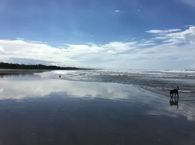 a dog walking on a beach near the water at Villa Escapadita by Vacation Pura Vida in Esterillos