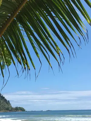 a view of the beach from under a palm tree at Villa Escapadita by Vacation Pura Vida in Esterillos