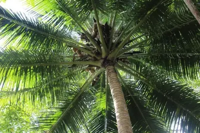 a palm tree with its leaves at Villa Tranquilidad by Vacation Pura Vida in Esterillos