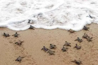 a group of birds walking on the beach at Carport Strong Wifi Vaulted Ceilings in Jacó