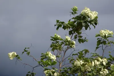 a tree with white flowers in the sky at The Wavefront Beachfront Condo in Bejuco in Bejuco