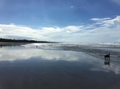 a dog walking on a beach with the water at The Wavefront Beachfront Condo in Bejuco in Bejuco