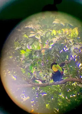 a bird sitting on a tree branch with lights at H et L in Tortuguero