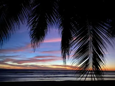 a palm tree on the beach with a sunset at Marbella Retreats Casa Azul in Santa Cruz