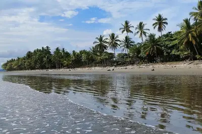 a beach with palm trees and the water at Casa Paraíso in Manzanillo