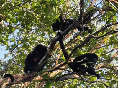 a group of black birds sitting in a tree at Casa Paraíso in Manzanillo