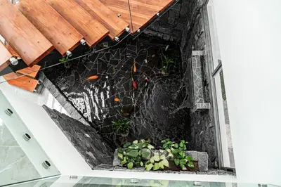 an overhead view of a zebra and some plants at home 333 habitacion 332 in Escazu