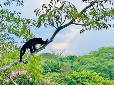a monkey climbing a tree on a tree branch at Olas de Oro in Nicoya