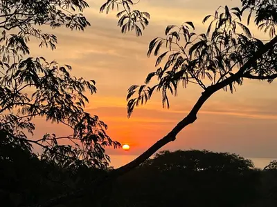 a sunset seen through the branches of a tree at Olas de Oro in Nicoya