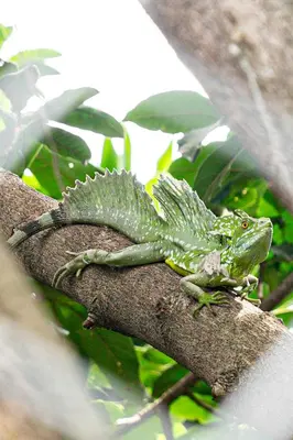 a green lizard sitting on a tree branch at Home 333 habitacion 336 in Escazu