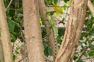a lizard sitting on the branches of a tree at Home 333 habitacion 336 in Escazu