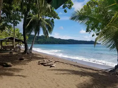 a beach with palm trees and the ocean at Susan Bungalow#1 Bahía Drake, Corcovado Familia Amaya in San Pedrillo
