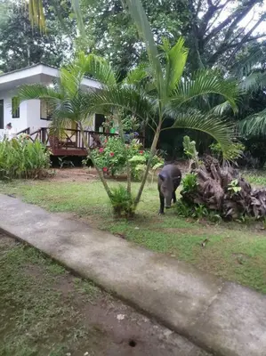 an elephant standing in a yard next to a house at Susan Bungalow#1 Bahía Drake, Corcovado Familia Amaya in San Pedrillo