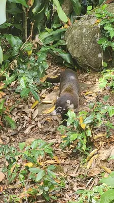 a black squirrel is sitting on the ground at Montana Log Cabin in Rivas