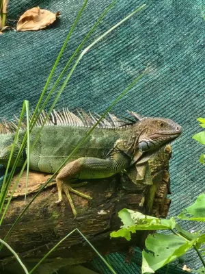 a green lizard sitting on a piece of wood at Montana Log Cabin in Rivas
