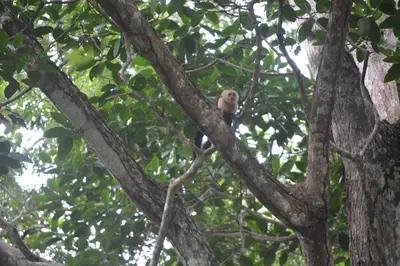 a monkey sitting on top of a tree branch at Manoas in Uvita