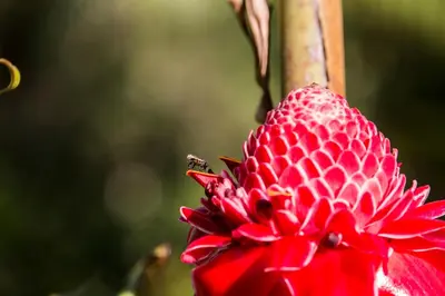a red flower with a beetle on top of it at Manoas in Uvita