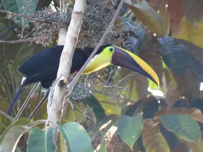 a yellow and black bird perched on a tree branch at Manoas in Uvita