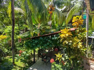 a garden with a chair and a bunch of bananas at Cabinas del Mar in Sámara